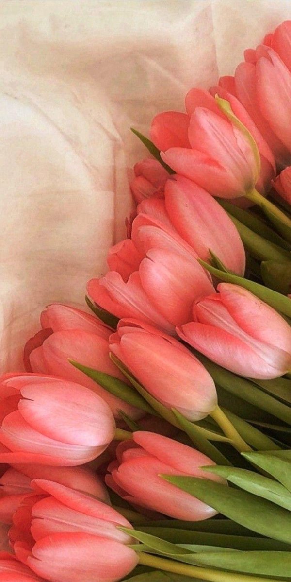 тюльпаны эстетика