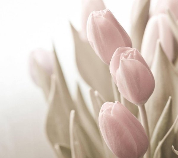 цветы в пастельных тонах