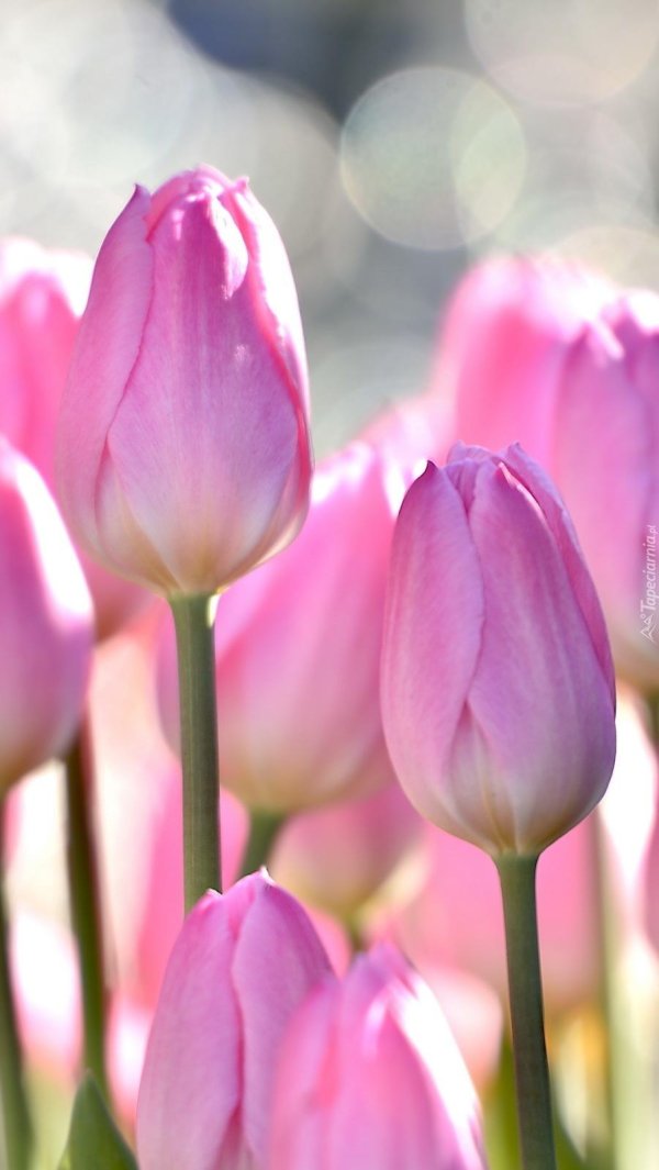 тюльпаны нежные