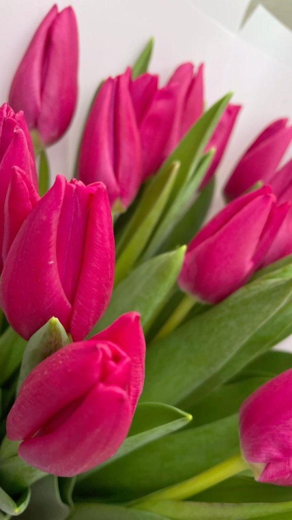 тюльпан гибридный