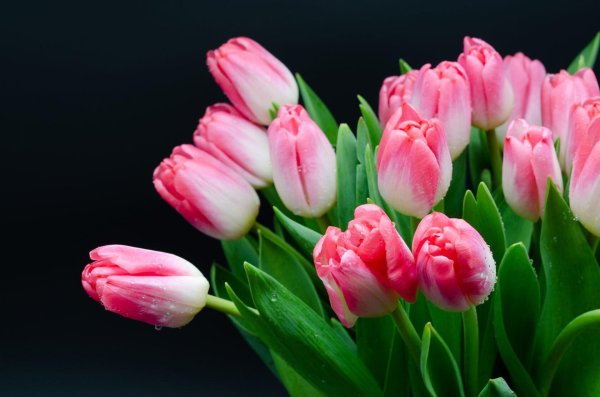 pink delight тюльпан