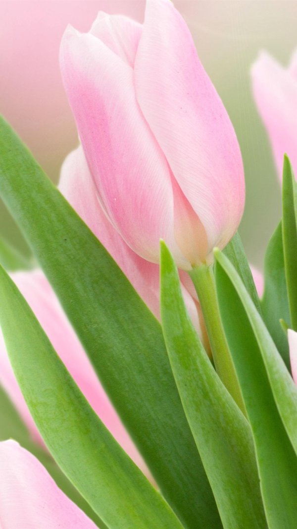 розовый фон с тюльпанами