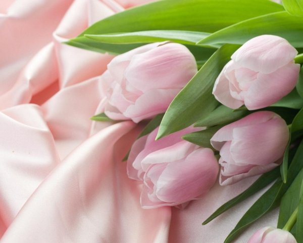 нежные тюльпаны