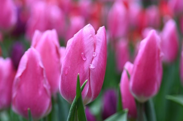 тюльпан jumbo pink