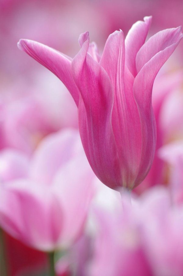 розовые цветы