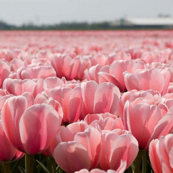 тюльпан пол ширер