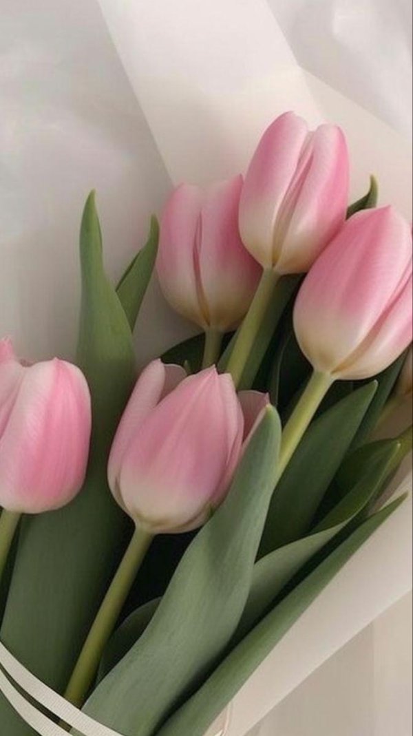 цветочки тюльпаны