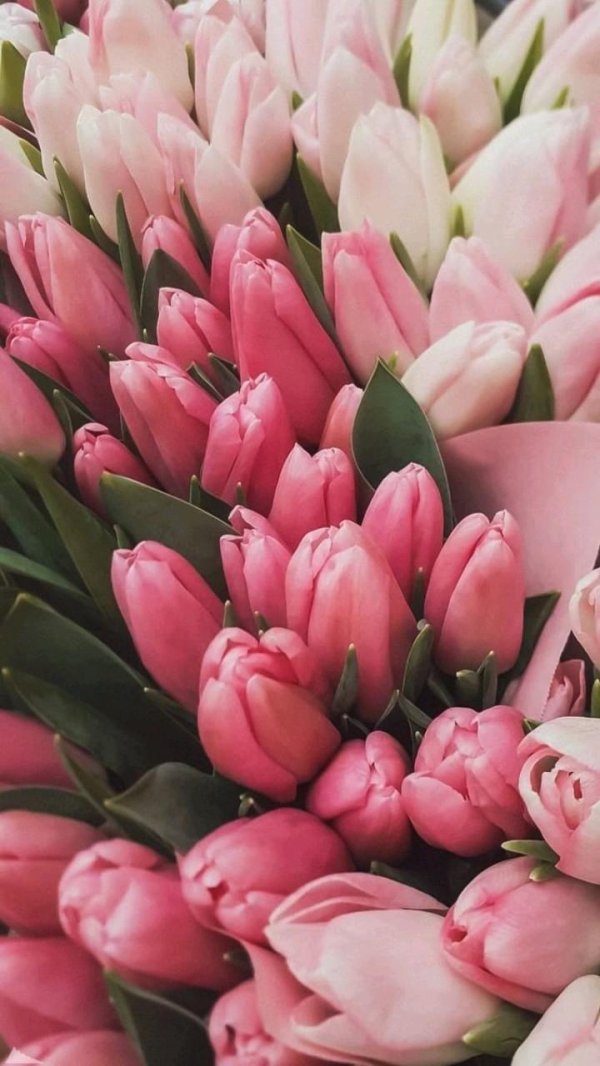 букет розовых тюльпанов