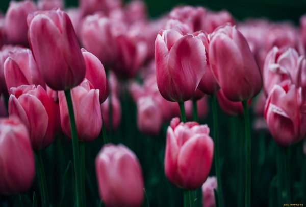 тюльпан примавера