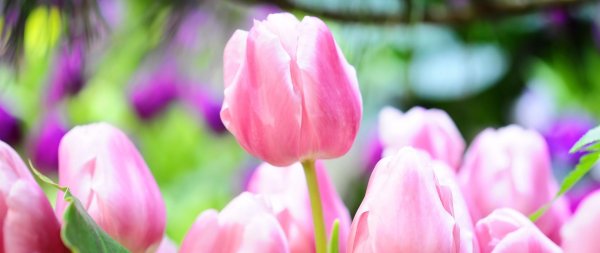 тюльпан vesna