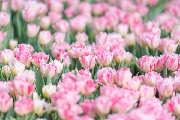 сорта тюльпанов