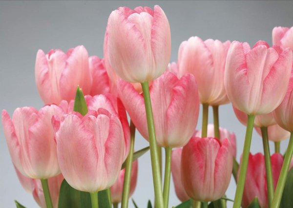 тюльпан гибридный