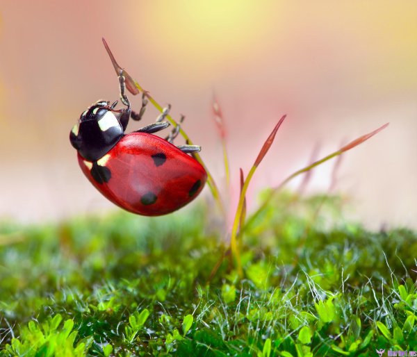 коровка божья