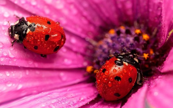 божие коровки