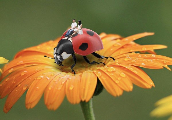 коровка божья