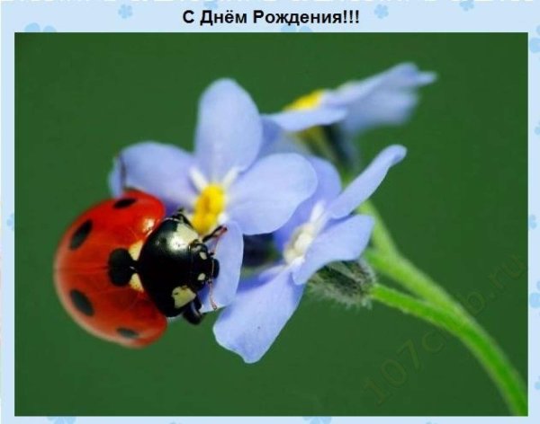 незабудки с божьей коровкой