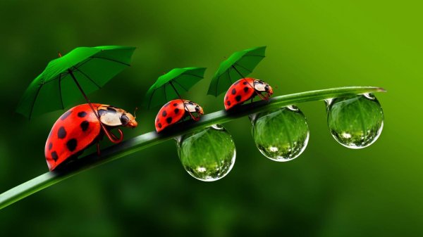 день божьей коровки