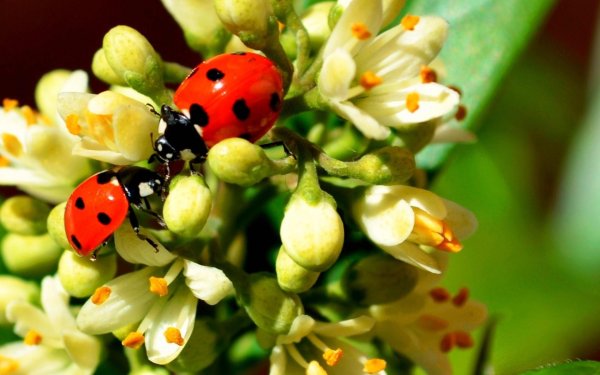 coccinella septempunctata