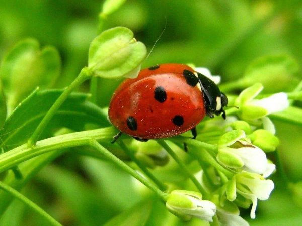 коровка божья