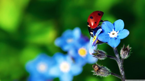 незабудки с божьей коровкой
