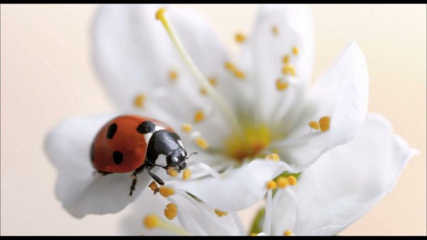 божие коровки