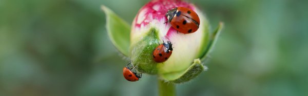 фотографии божьих коровок