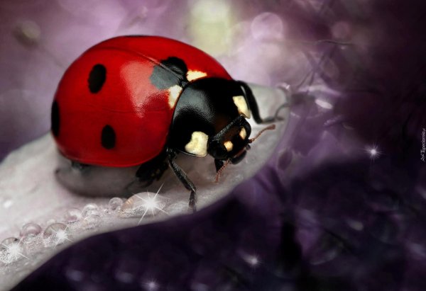 божьи коровки божьи коровки