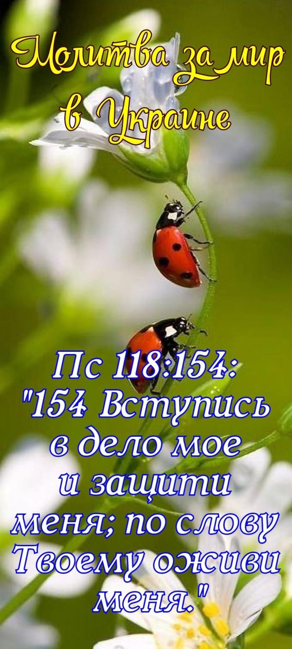 доброе утро с божьей коровкой