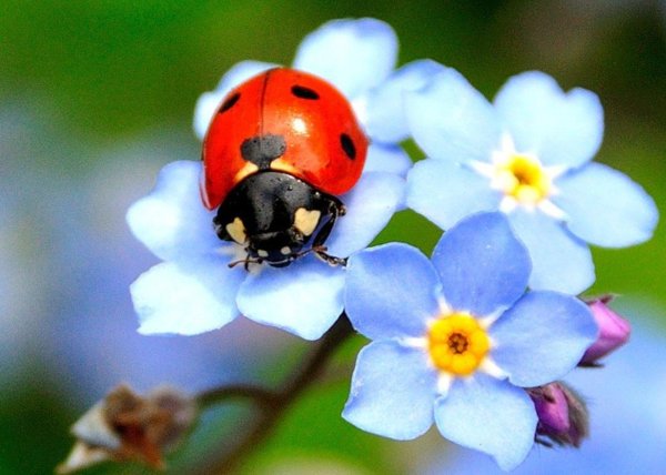 незабудка цветок