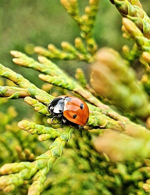коровка божья