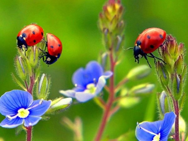 божие коровки