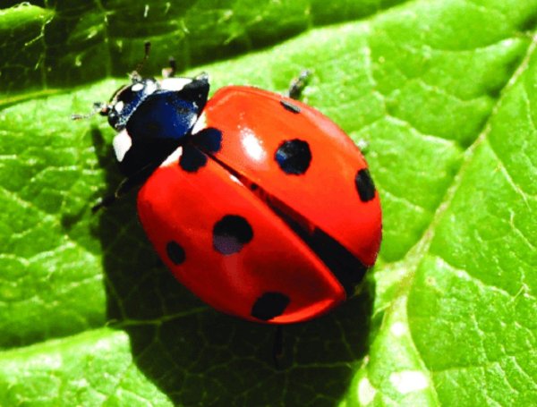 коровка божья