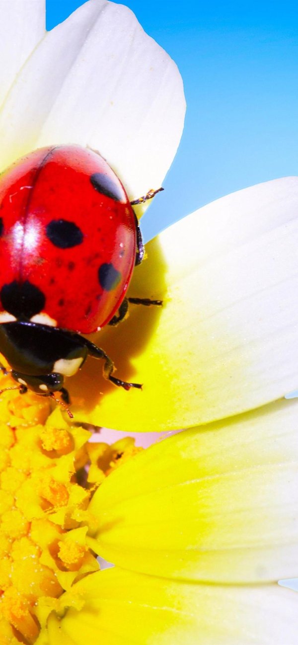 ромашка с божьей коровкой