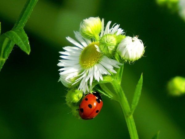 ромашка с божьей коровкой