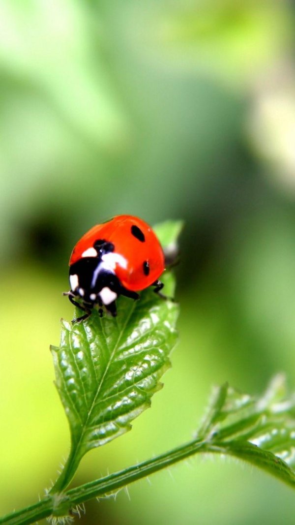 божие коровки