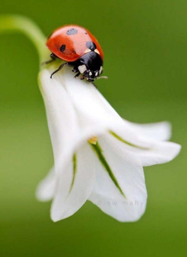 коровка божья