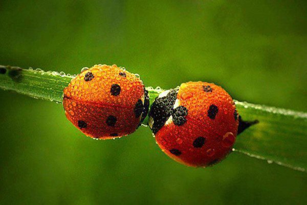 коровка божья