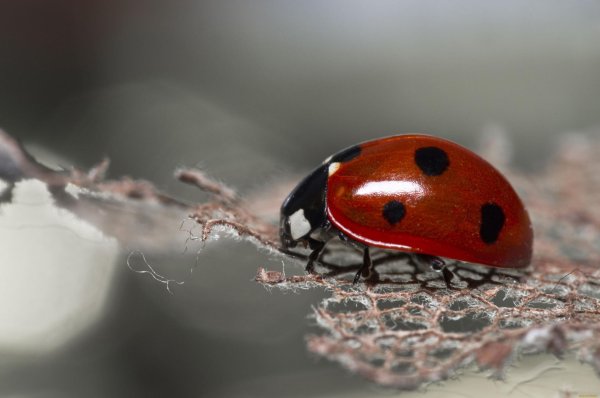 черная божья коровка арлекин