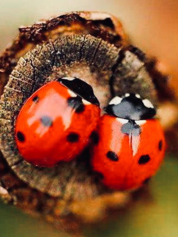 божие коровки