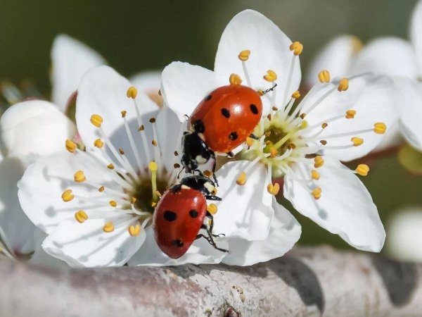 коровка божья