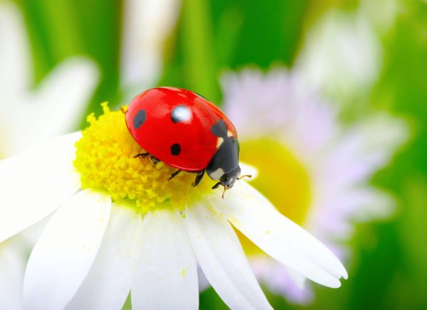 ромашка с божьей коровкой