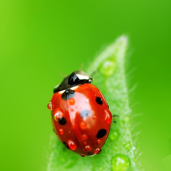 коровка божья