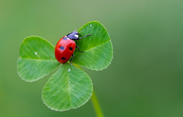 божие коровки