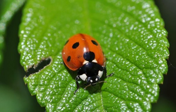 семиточечная коровка