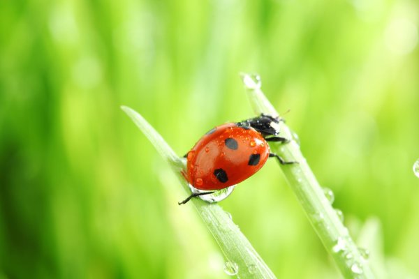 коровка божья