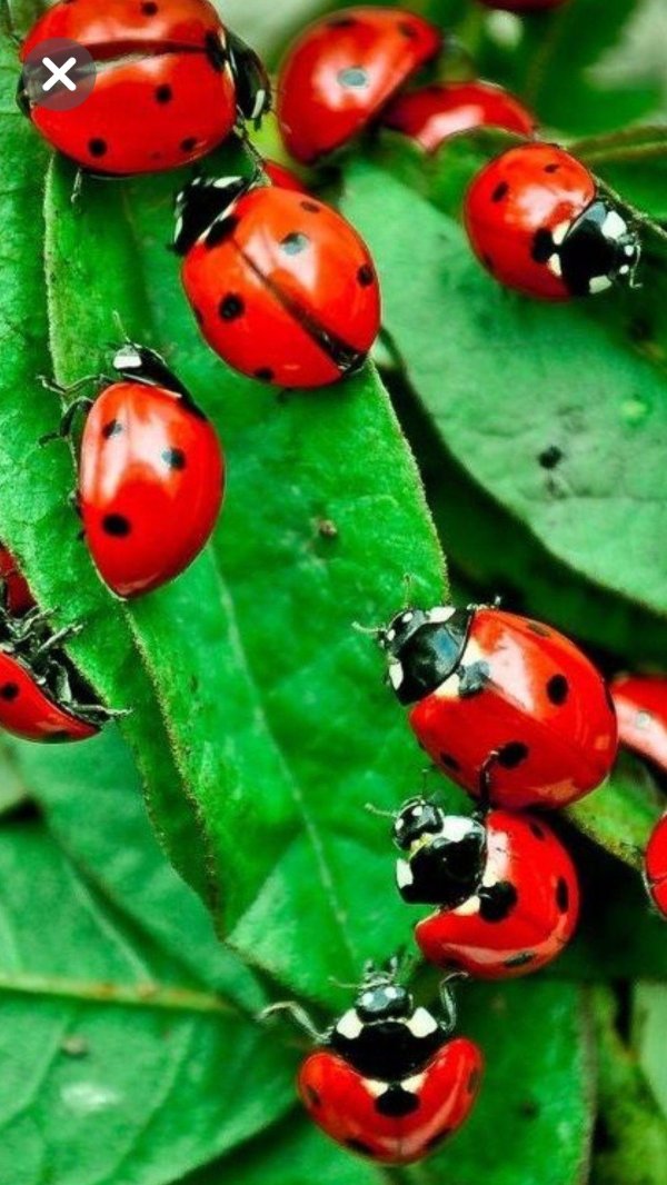 коровка божья