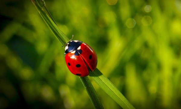 божие коровки