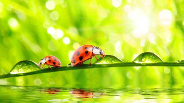 божие коровки