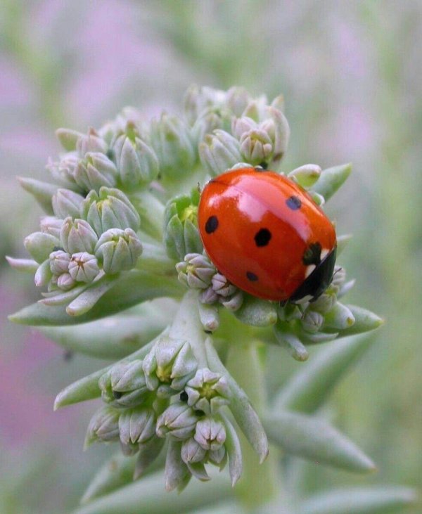 coccinella septempunctata