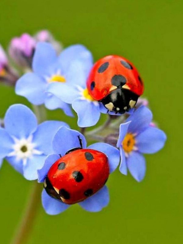 незабудки с божьей коровкой